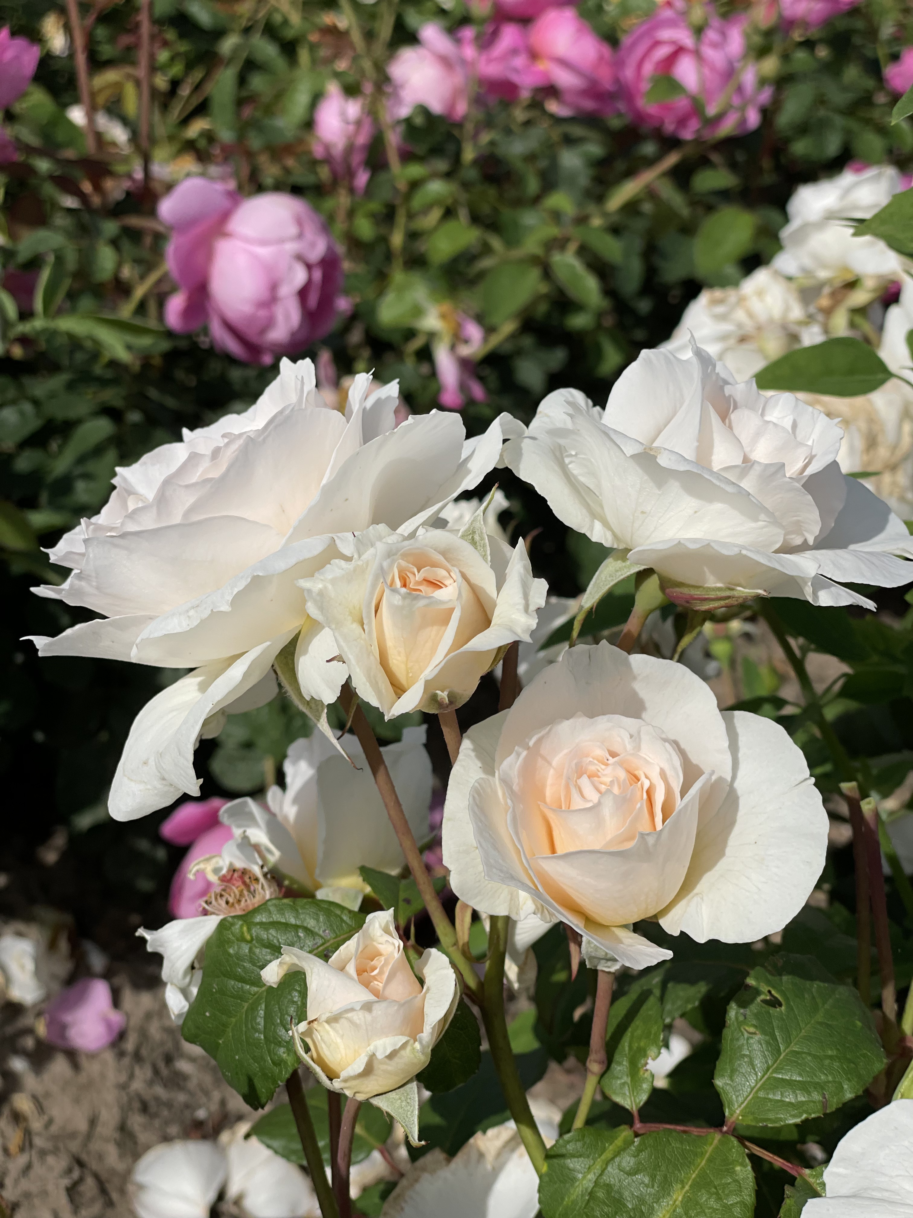 Rosa 'Sweet Blondie'